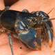 Imagen para el artículo titulado Tras 45 años de búsqueda encuentran un cangrejo azul en Ohio